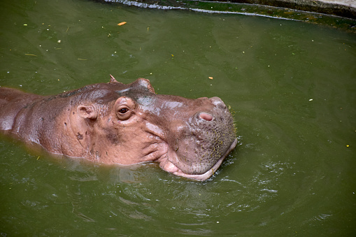 The big hippo is in the pond.