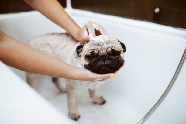 istock Pug dog getting groomed 1151153783