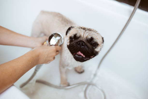 istock Pug dog getting groomed 1151153842