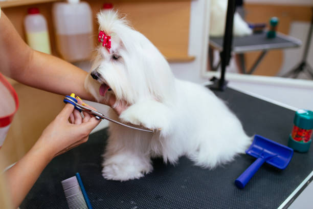 istock Maltese dog getting groomed 1151153958
