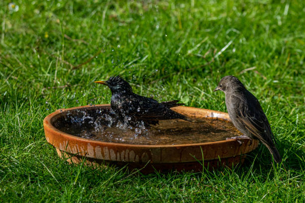 istock Wild birds starlings (Sturnus vulgaris) splashing and bathing in water bath 1151155251