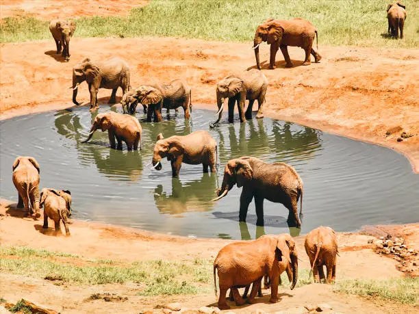 African Elephants in the African savanna, drinking water in a pond, in the Tsavo National Park of Kenya, during a safari in open-top vehicle