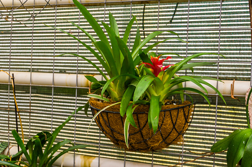 red tufted air plant in a flower basket, popular tropical decorative plant from America