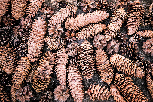 Photography of a several pinecones.