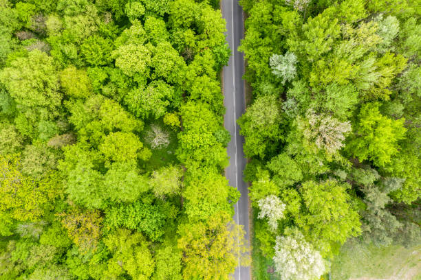 istock Aerial view of long road cutting through forest 1151157297