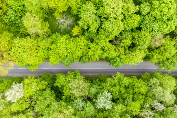 istock Aerial view of long road cutting through forest 1151157493