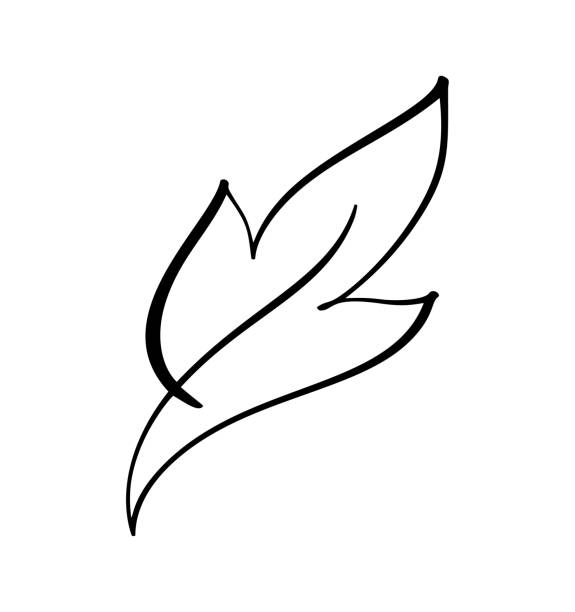 векторный стилизованный силуэт весеннего листа дерева изолирован на белом фоне. эко знак логотип, природа этикетки. декоративный элемент д - abstract leaf curve posing stock illustrations