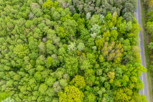 istock Aerial view of long road cutting through forest 1151157682