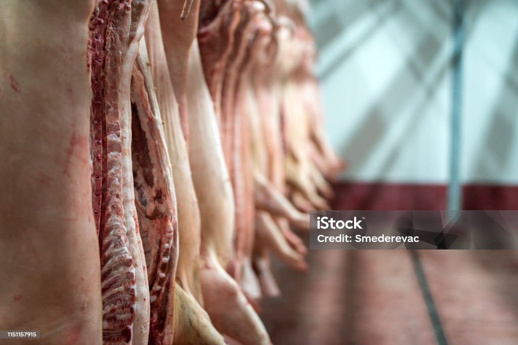 Meat industry. Fresh pork meat hanging in the butchery shop. Food processing plant interior with fresh pig carcasses hanging in the cold storage. Pig Stock Photo
