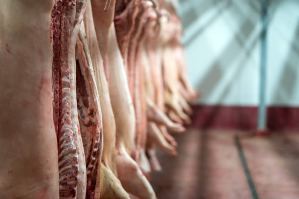 Meat industry. Fresh pork meat hanging in the butchery shop. Food processing plant interior with fresh pig carcasses hanging in the cold storage. slaughterhouse photos stock pictures, royalty-free photos & images