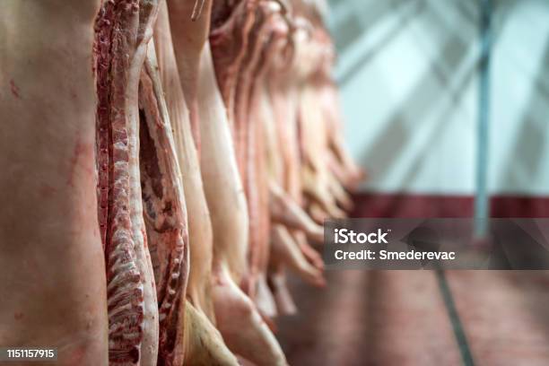 Meat Industry Fresh Pork Meat Hanging In The Butchery Shop Stock Photo - Download Image Now