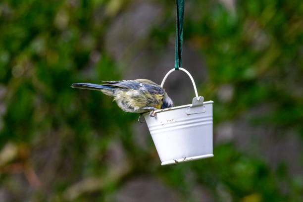 istock Urban wildlife bluetit (Cyanistes caeruleus) perched on a garden feeder with bird seed 1151158839
