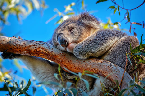 coala (phascolarctos cinereus) - koala bear animals in the wild perching - fotografias e filmes do acervo