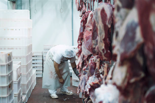 boucher en uniforme blanc travaillant dans l’abattoir. - slaughterhouse photos et images de collection