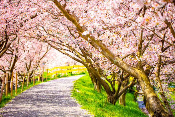 istock a walking road under the beautiful sakura tree or cherry tree tunnel. 1151159284