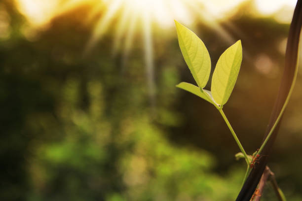 istock Leaves with sunlight in the morning 1151160926