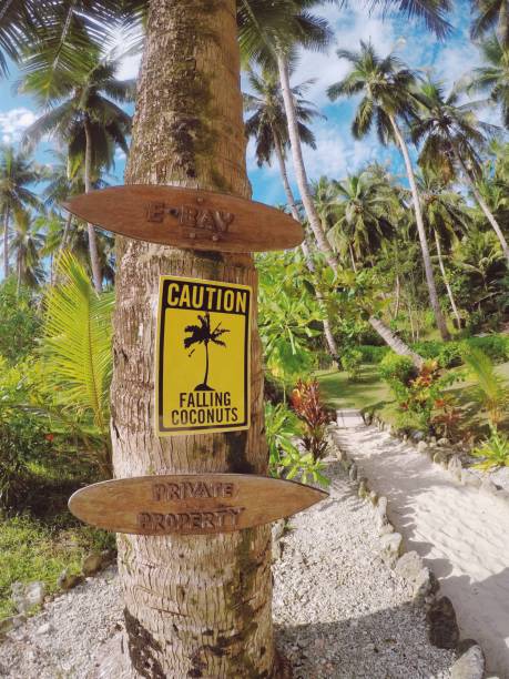 istock Falling coconuts sign on a palm tree surfing Indonesia 1151161929