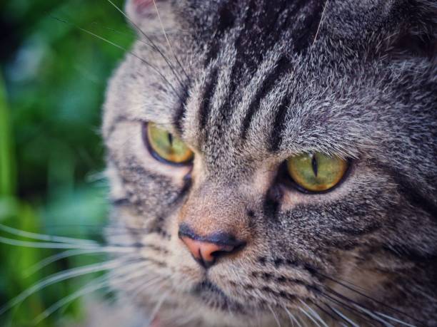 close up cat looking interest something on outside - image