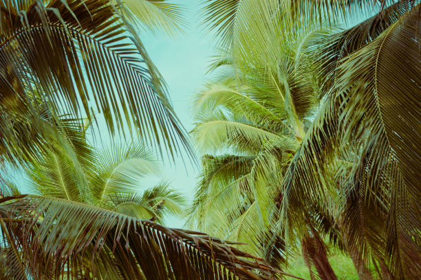 istock Coconut palm tree foliage under sky. Vintage background. Retro toned poster. 1151162513