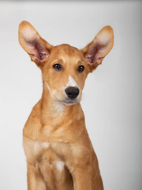 istock Four month old puppy with two ears facing up with white background behind 1151162569