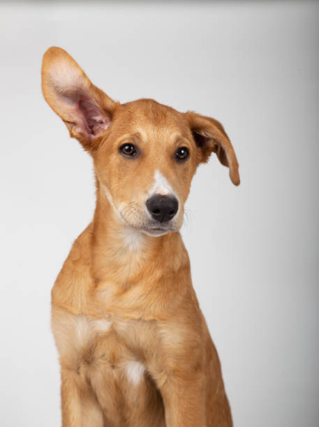 istock Four month old puppy with one ear facing up with white background behind 1151163442