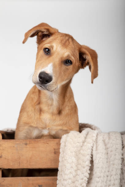 istock Adorable puppy inside a wooden box with a blanket 1151163450