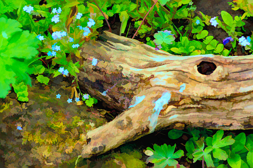 A fallen log in a woodland area in England it has post processed to give a pleasing painterly effect.