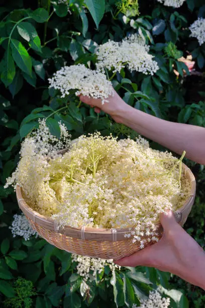 Woman Holding Freshly Picked Elderflower Cordial in Garden