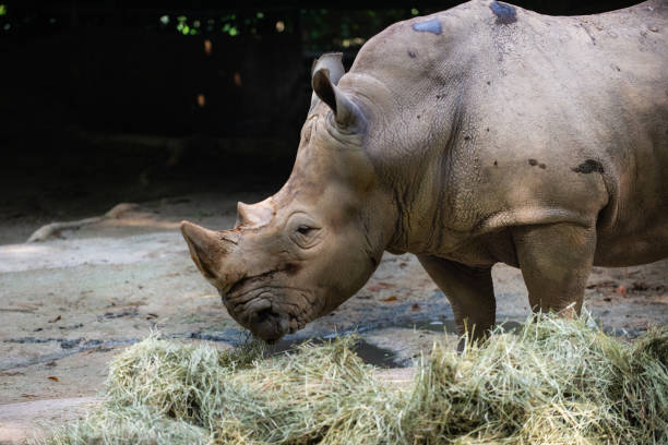 istock An captive hite Rhinoceros 1151167318