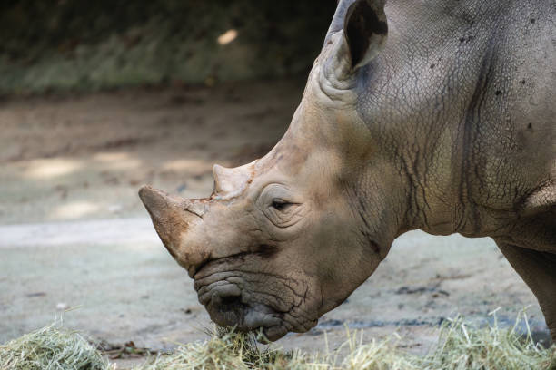istock An captive hite Rhinoceros 1151168231