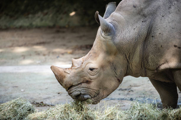 istock An captive hite Rhinoceros 1151168232