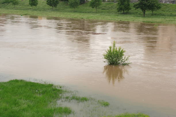 istock Single submerged bush in flooded river, muddy brown water 1151168318