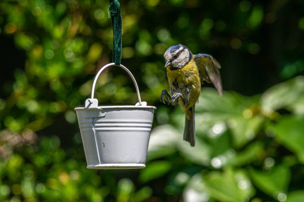 istock Coming into land for lunch on a garden bird feeder bluetit (Cyanistes caeruleus) 1151168349