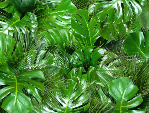 istock Green tropical leaves background 1151168826