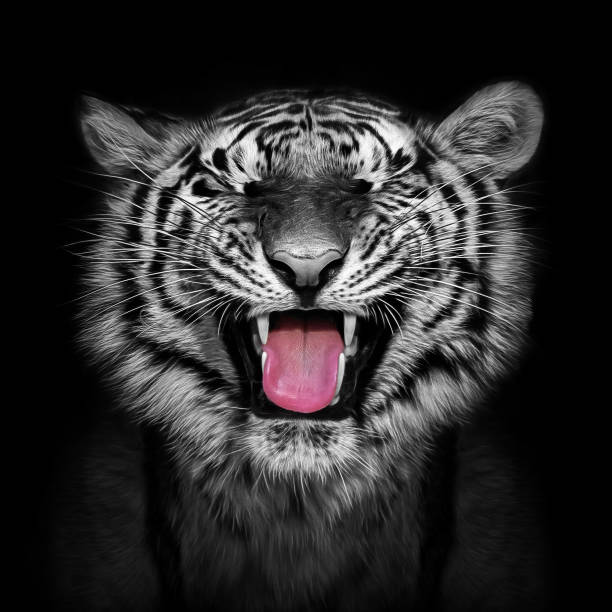 Black and white closeup of a laughing Siberian tiger