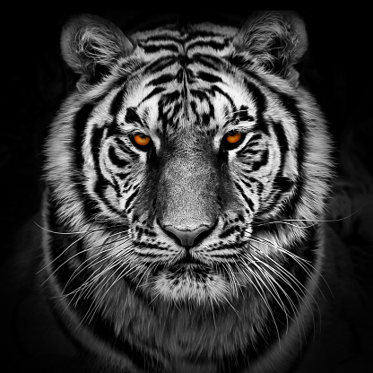 Retrato de un tigre siberiano photo
