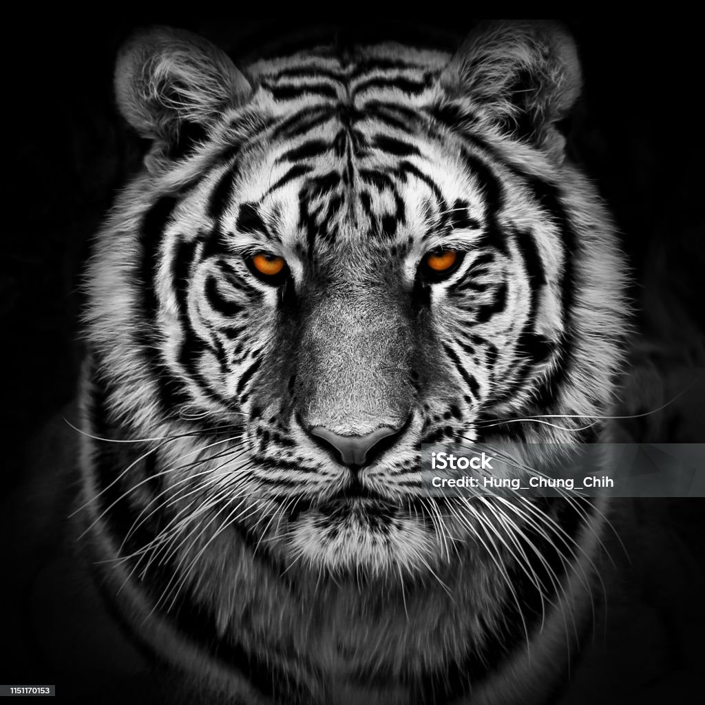 Portrait Of A Siberian Tiger Stock Photo - Download Image Now ...