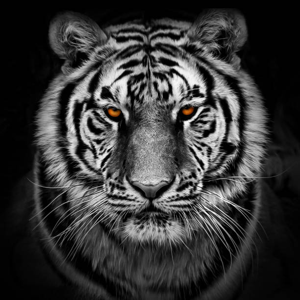 Portrait of a Siberian tiger Black and white closeup of a Siberian tiger animal whisker photos stock pictures, royalty-free photos & images