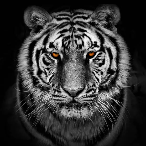 Photo of Portrait of a Siberian tiger