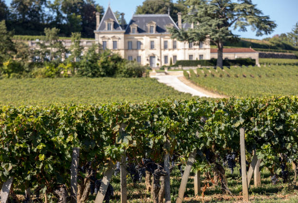 Vineyard of Chateau Fonplegade - name (literally fountain of plenty) was derived from the historic 13th century stone fountain that graces the estate's vineyard. St Emilion, France stock photo