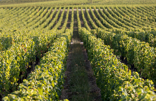 Ripe red Merlot grapes on rows of vines in a vienyard before the wine harvest in Saint Emilion region. France