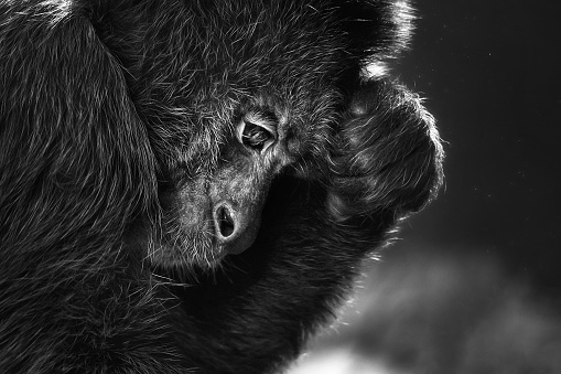 Black and white closeup of a monkey sunken in thoughts