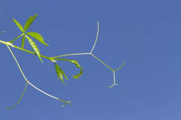 sprout of wild grapes against a blue sky