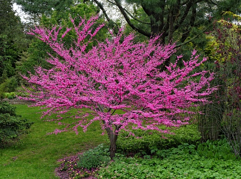 Hey gorgeous, pink, eastern redbud tree in full bloom