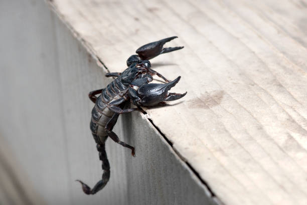 istock Scorpion on nature background in courtyard. 1151175043