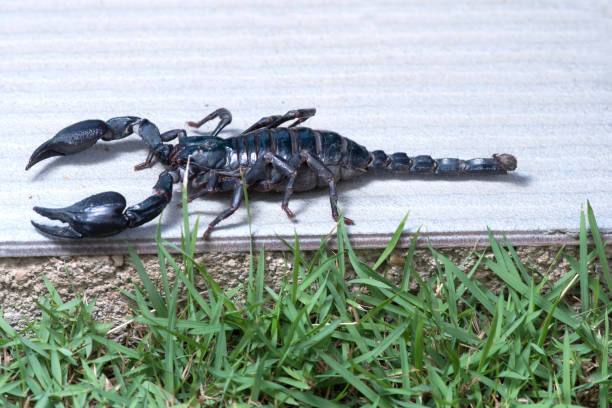 istock Scorpion on nature background in courtyard. 1151175074