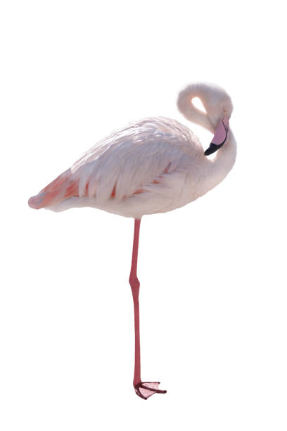 istock pink flamingo isolated on white 1151175214