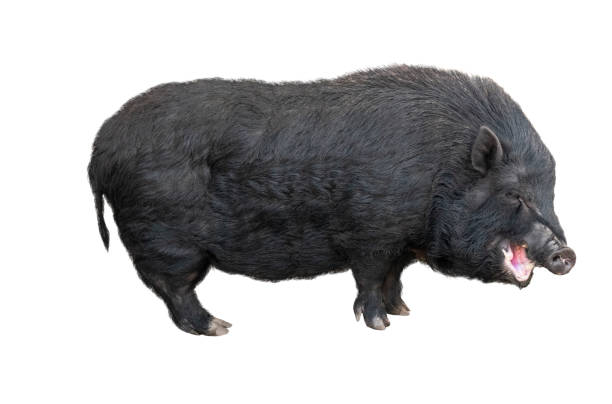 istock aggressive big black pig isolated on white 1151175222