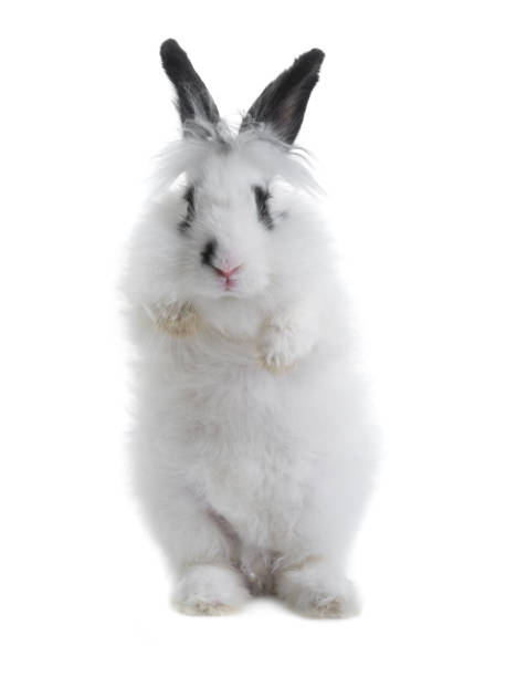 istock white rabbit with black ears standing on its hind legs isolated on white 1151175337