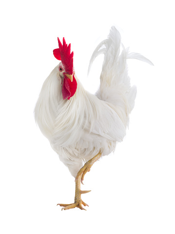 white rooster isolated on white background
